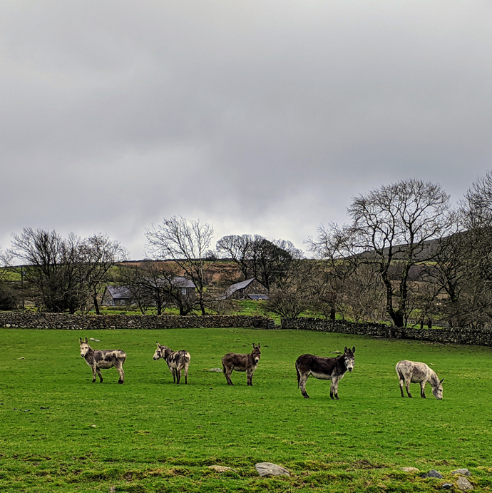 Donkeys on the farm