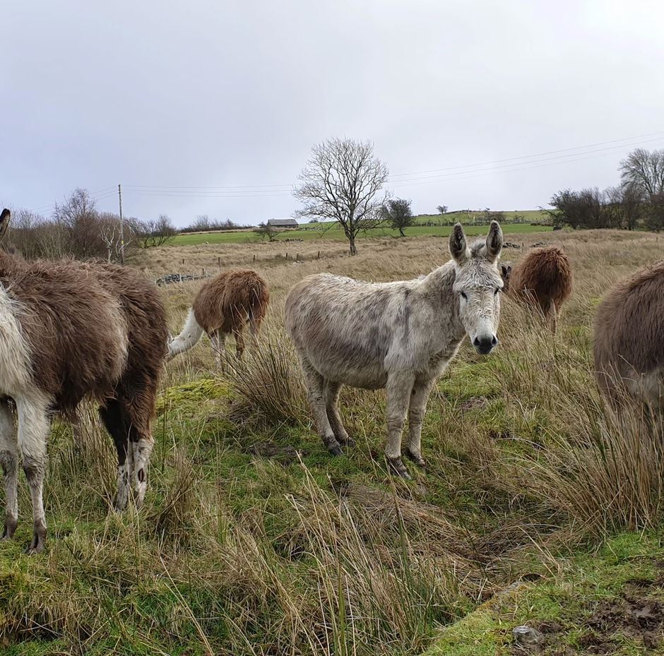 Donkeys on the farm